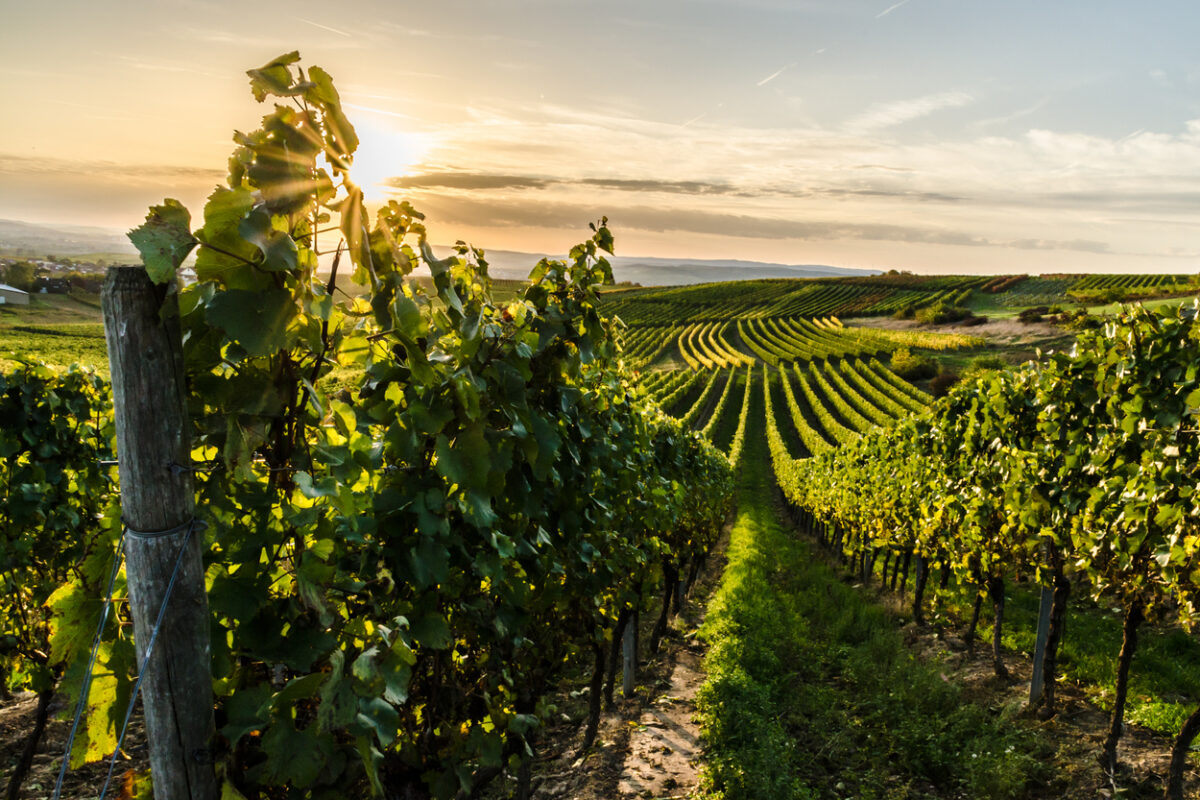 Pourquoi le traitement de l’eau est-il essentiel en viticulture ?
