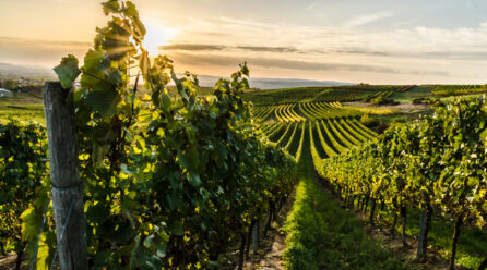 Pourquoi le traitement de l’eau est-il essentiel en viticulture ?