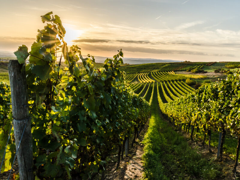 Pourquoi le traitement de l’eau est-il essentiel en viticulture ?