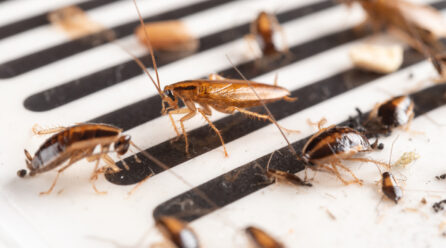 Locaux envahis par les cafards : la procédure à suivre