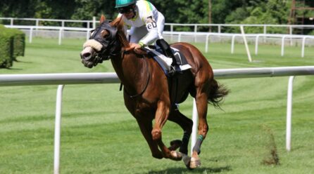 Assurance cheval de course : est-il indispensable d’assurer un cheval de course ?
