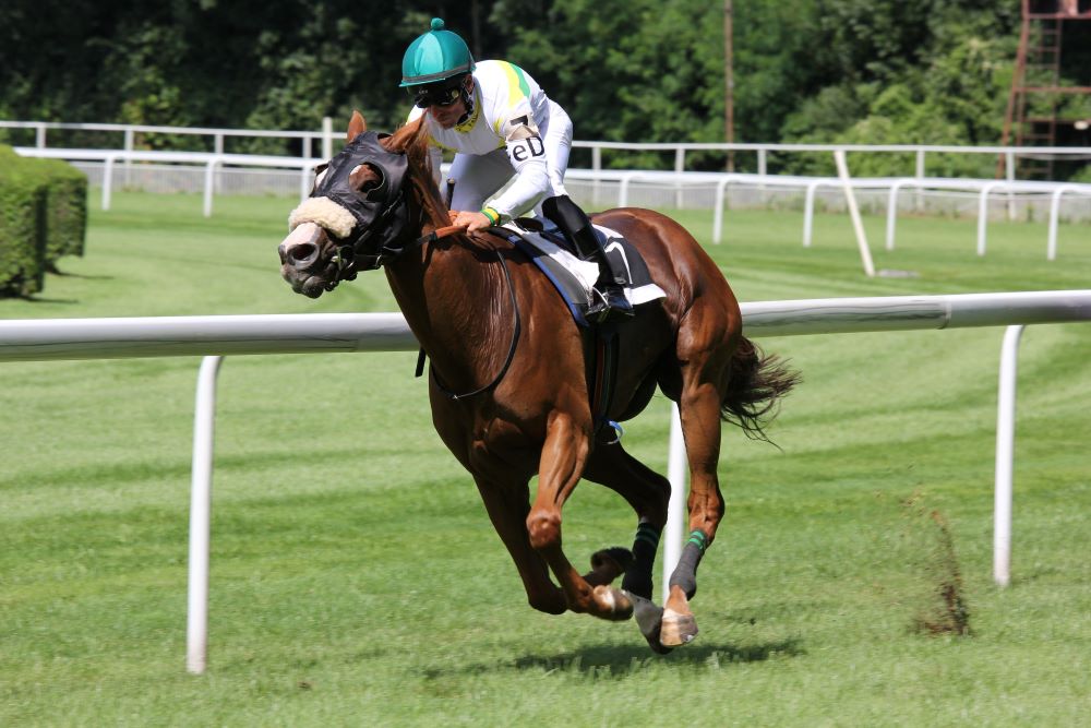 Assurance cheval de course : est-il indispensable d’assurer un cheval de course ?