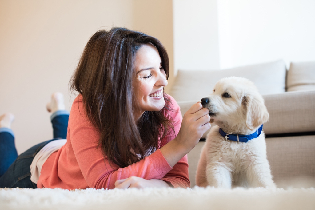 Étapes de la planification du programme de dressage des chiots